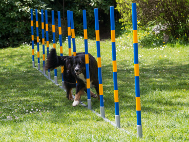 PROCYON Hundesport-Agility-Set (Profi-Turnier-Slalom)