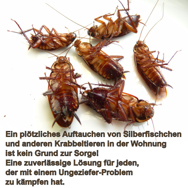 Ungeziefer Köder Falle gegen Kakerlaken Silberfische Schaben Insekten 8 St.